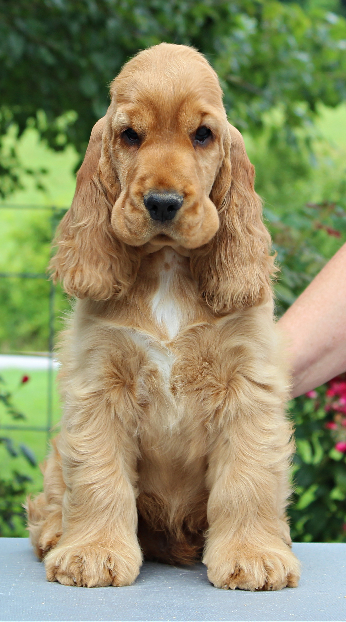 English Cocker Spaniel Puppies Puppies Available In Scotland Paws English Cocker Spaniel Puppies Puppies Available In Scotland Paws